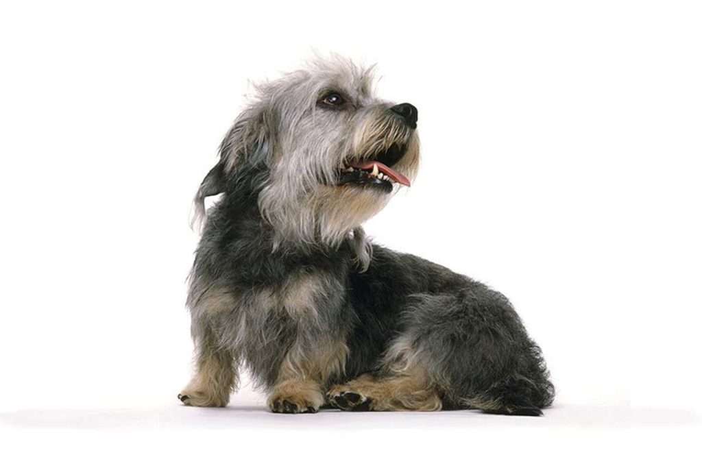 A pepper Dandie Dinmont Terrier Puppy